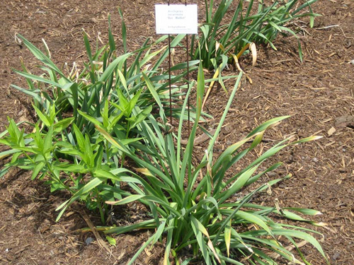 Perennial not growing fast enough to cover browning narcissus leaves